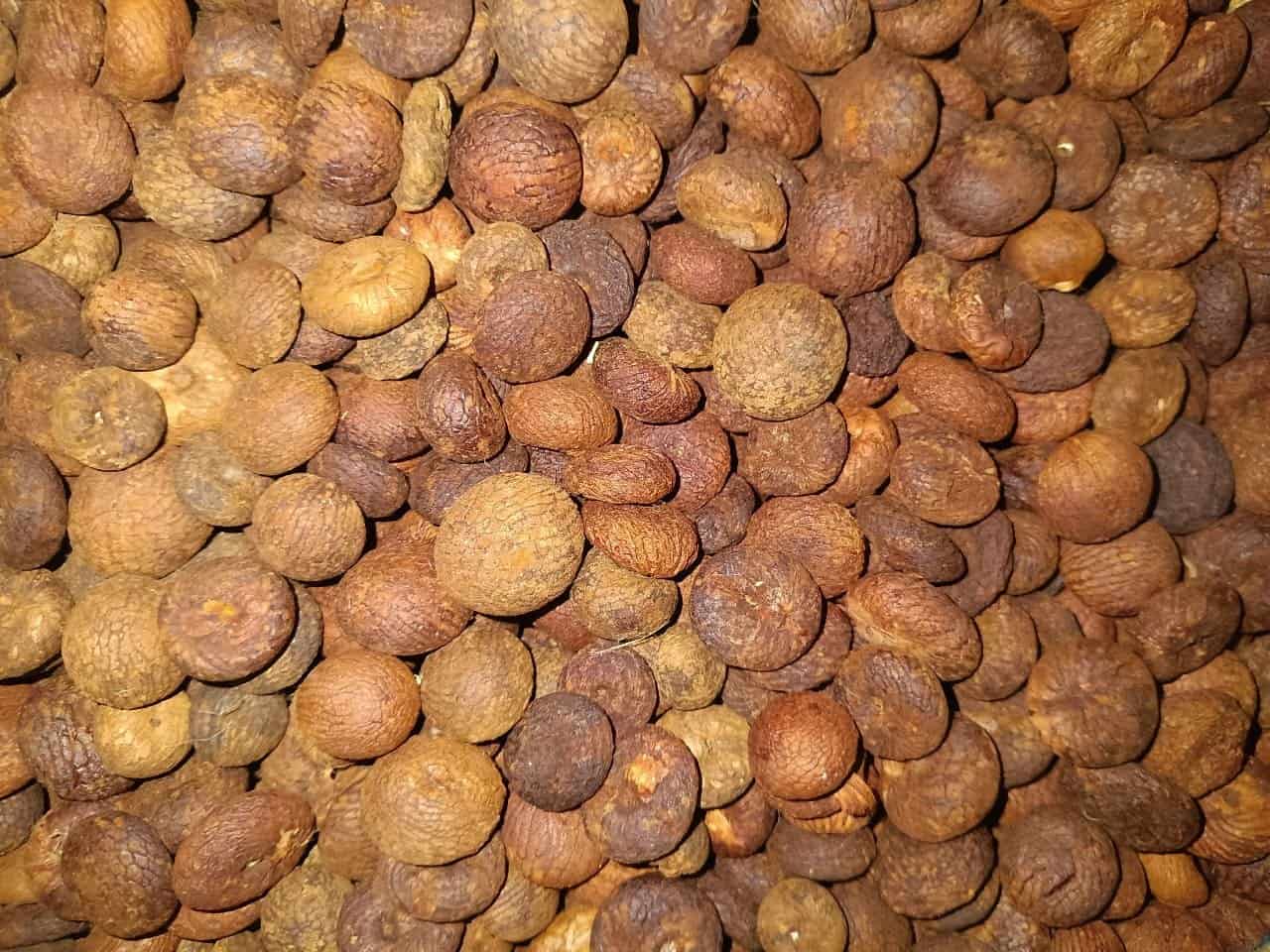 Fresh Areca Nut
