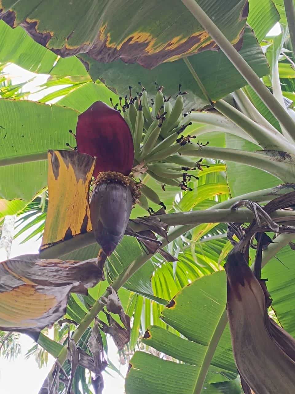 Wild Farm Bananas