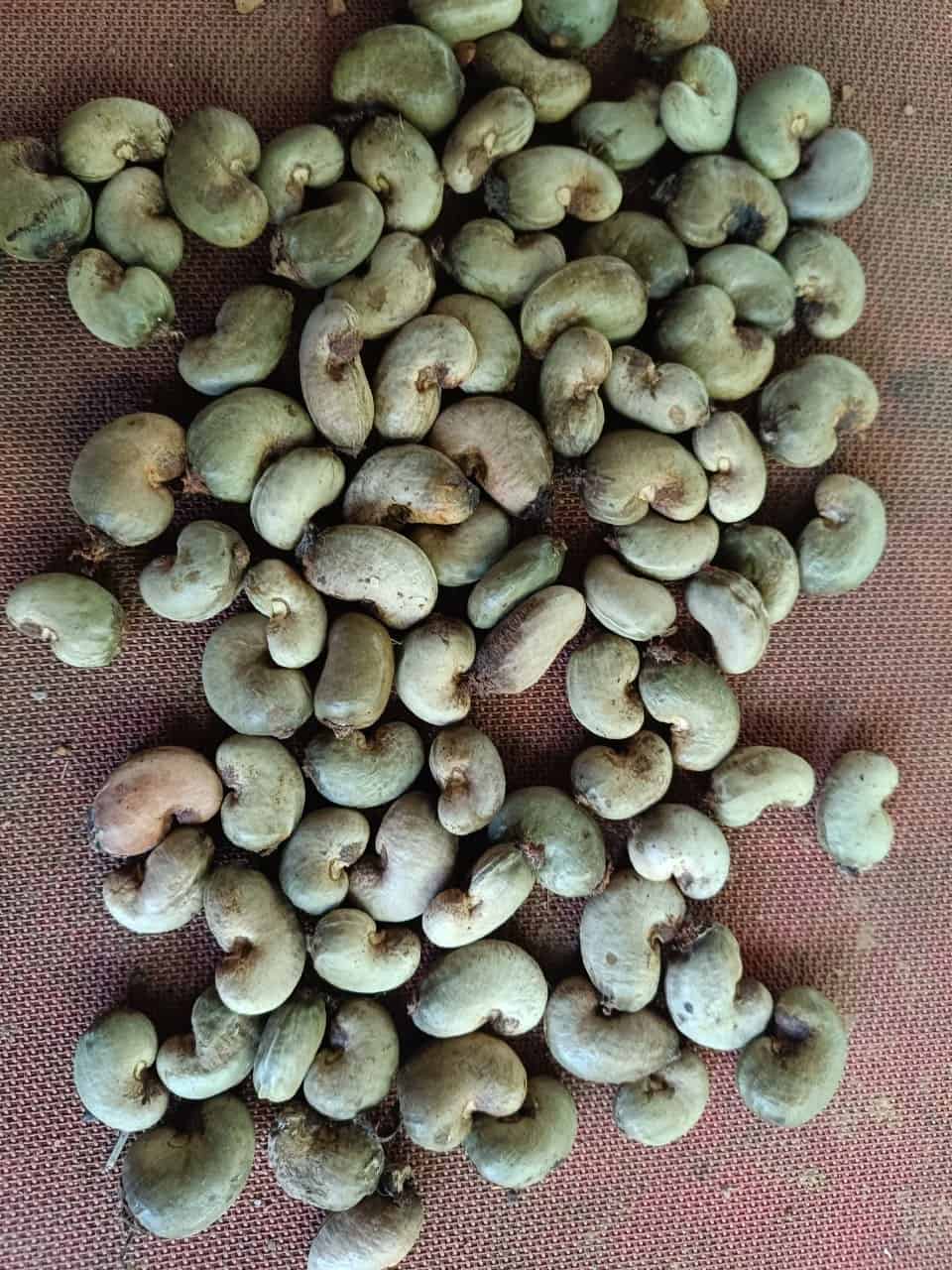 Raw Cashew Nuts