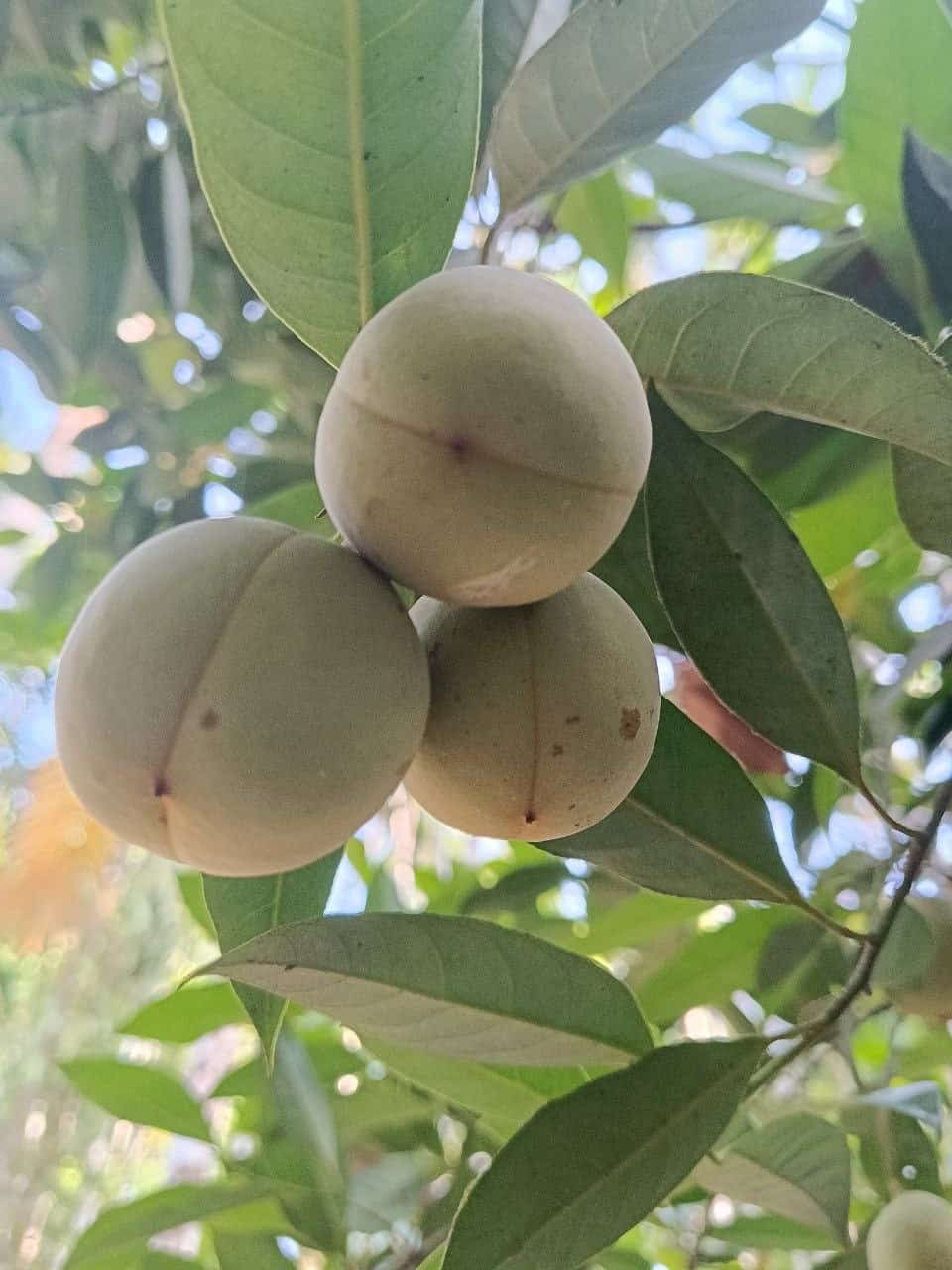 Nutmeg Jai Kai