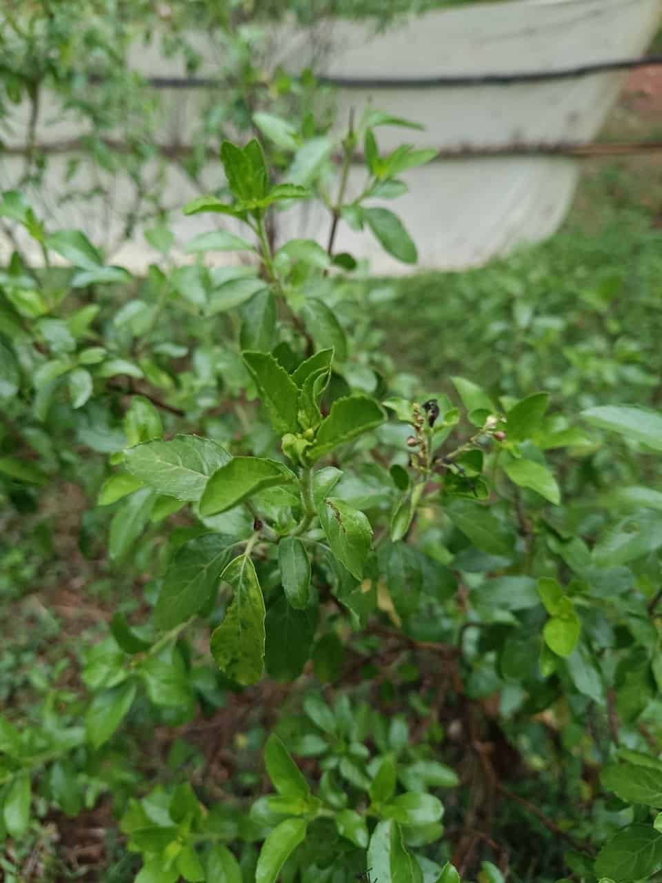 Organic Tulsi Leaves