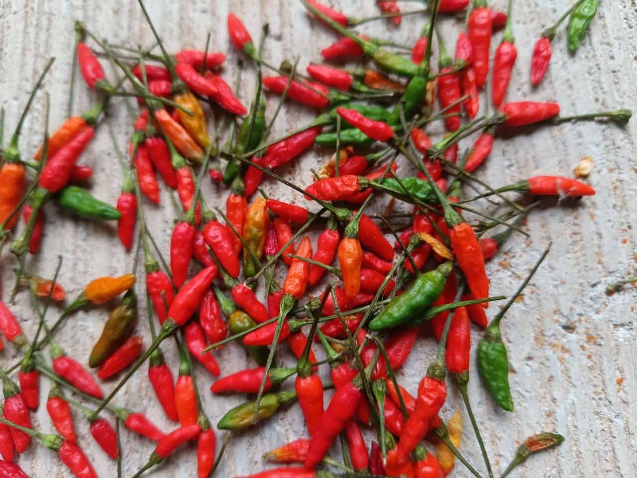 Wild Bird's Eye Chilies Jeerige Menasu