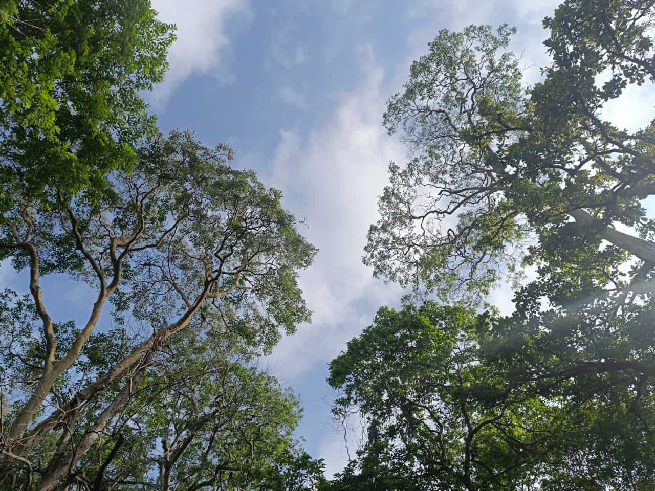 Lush green forests in Joida