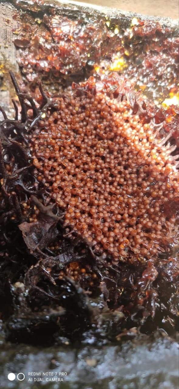 Rare Wild Stingless Bee Honey