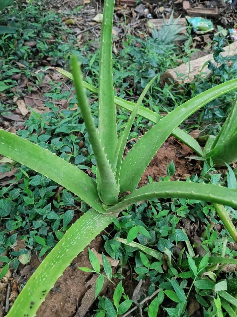Pure Aloe Vera