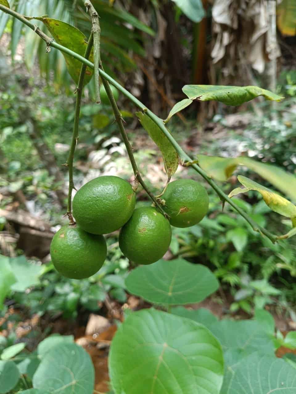 Wild Organic Lemons