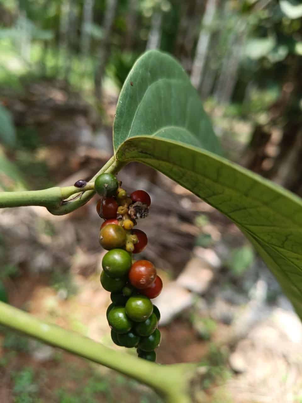 Organic Black Pepper