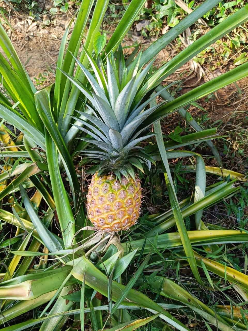Fresh Farm Pineapple