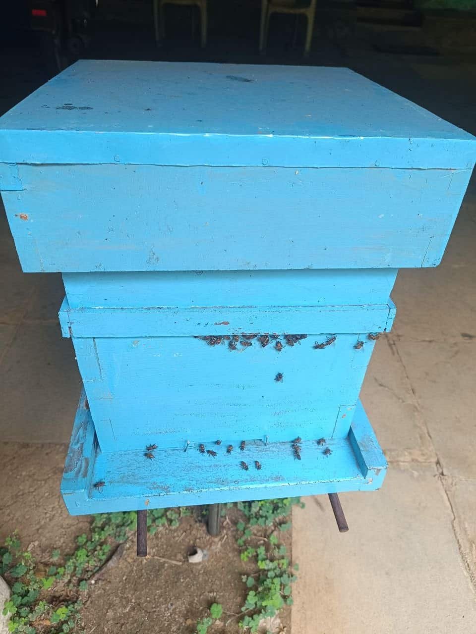 Wild honeybee hive on a box in the Western Ghats