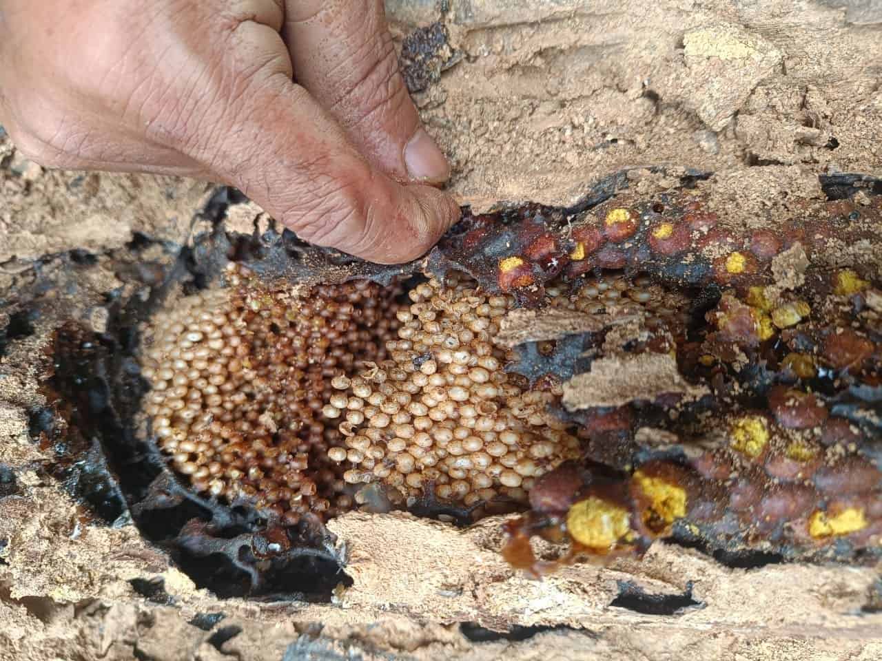 Wild Stingless Bee Honeycomb resin pots in the Western Ghats