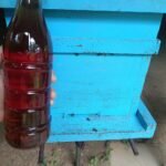 Organic Forest Honey with bee box