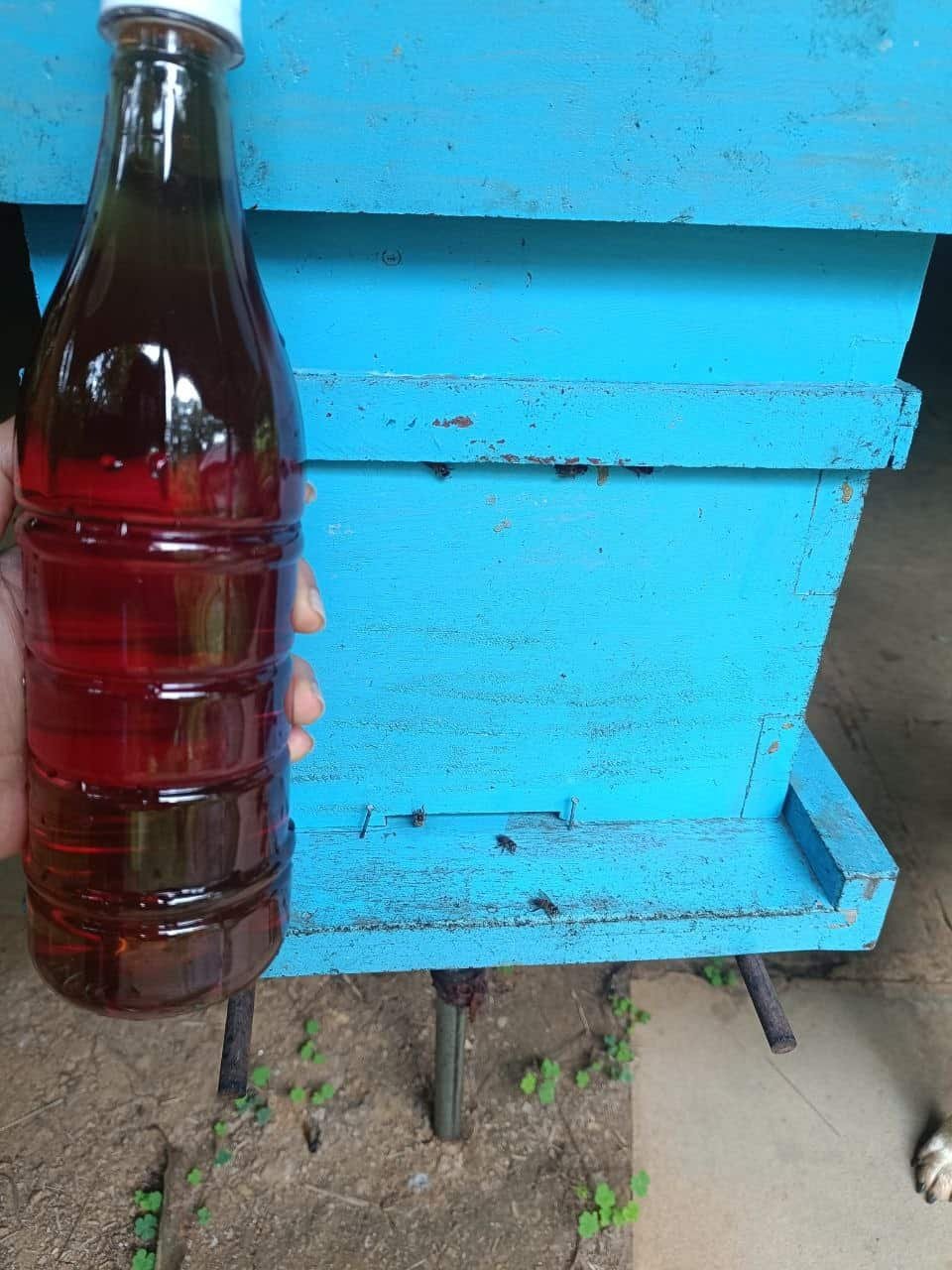 Organic Forest Honey with bee box