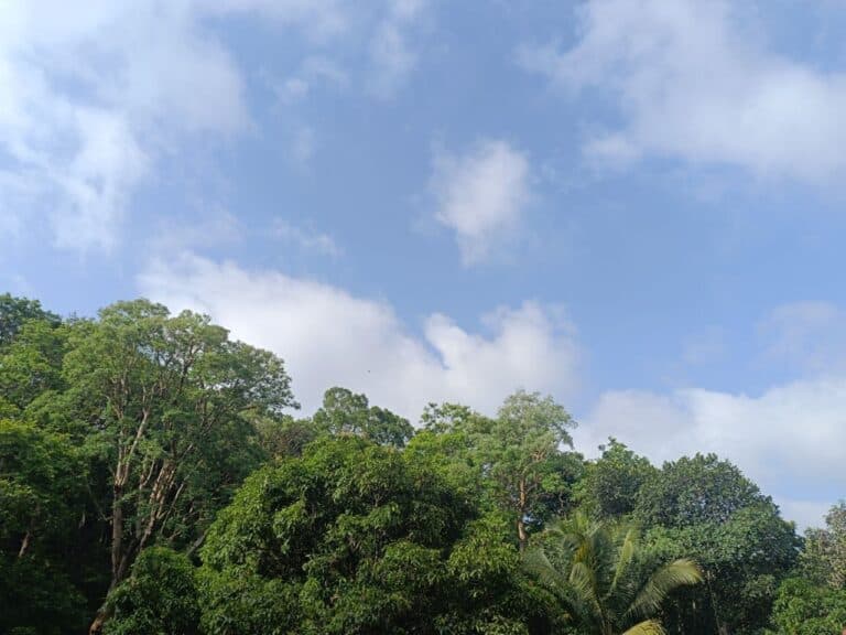 Nature's Heaven Joida