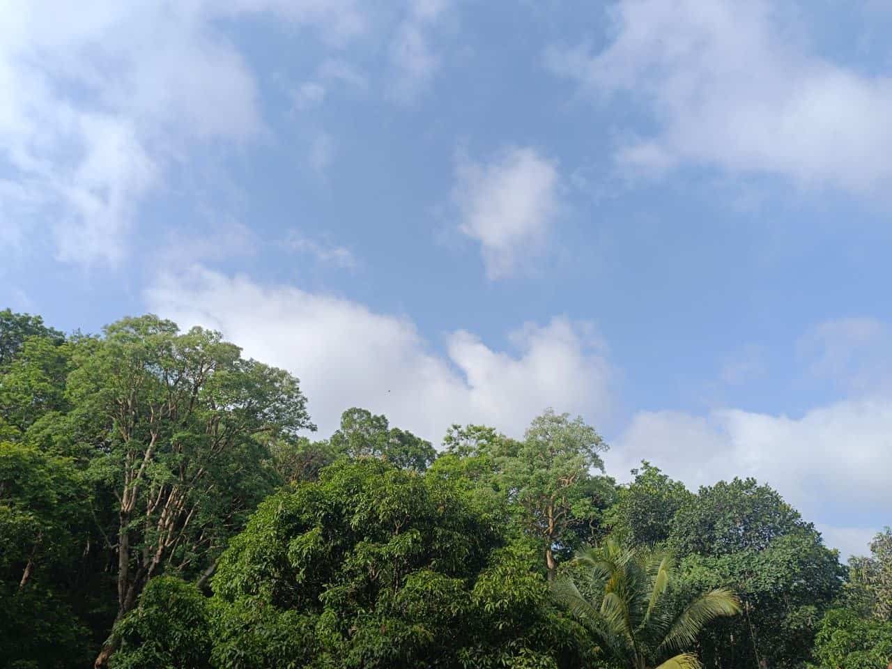 Nature's Heaven Joida