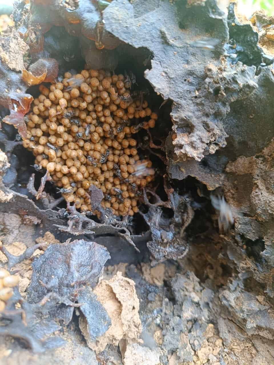 Rare Wild Stingless Bee Honey