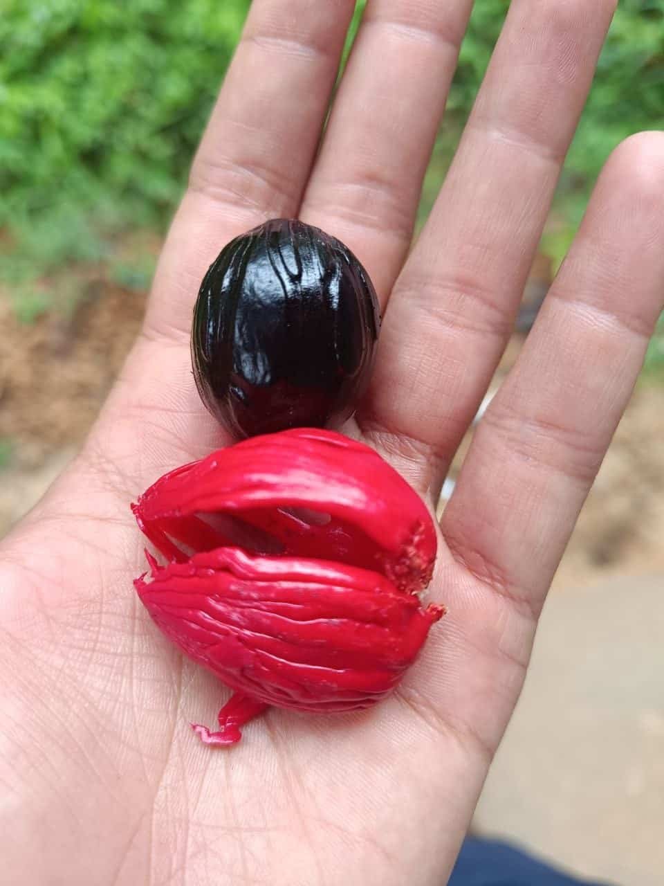 Sun-Dried Mace Flower Javitri