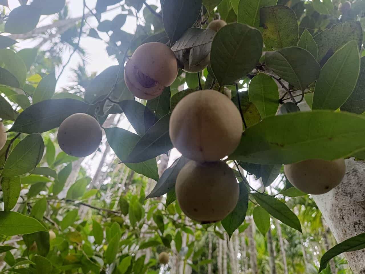 Freshly harvested organic whole nutmeg nuts ready for sorting