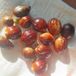 Whole Nutmeg from joida harvest