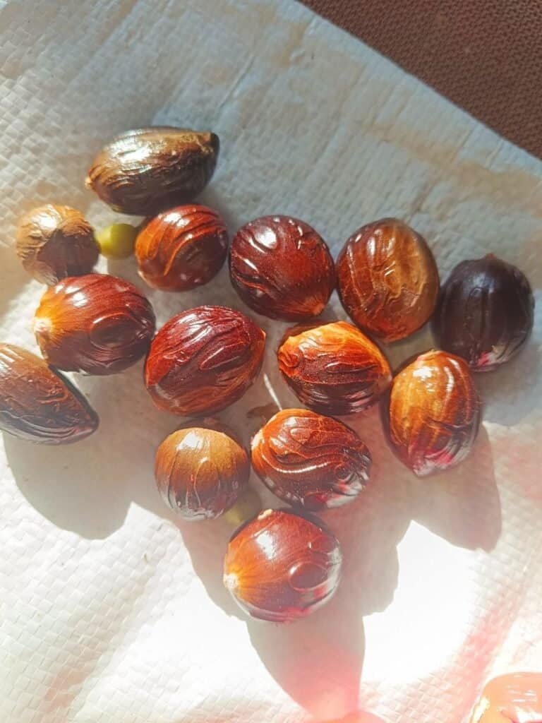 Whole Nutmeg from joida harvest