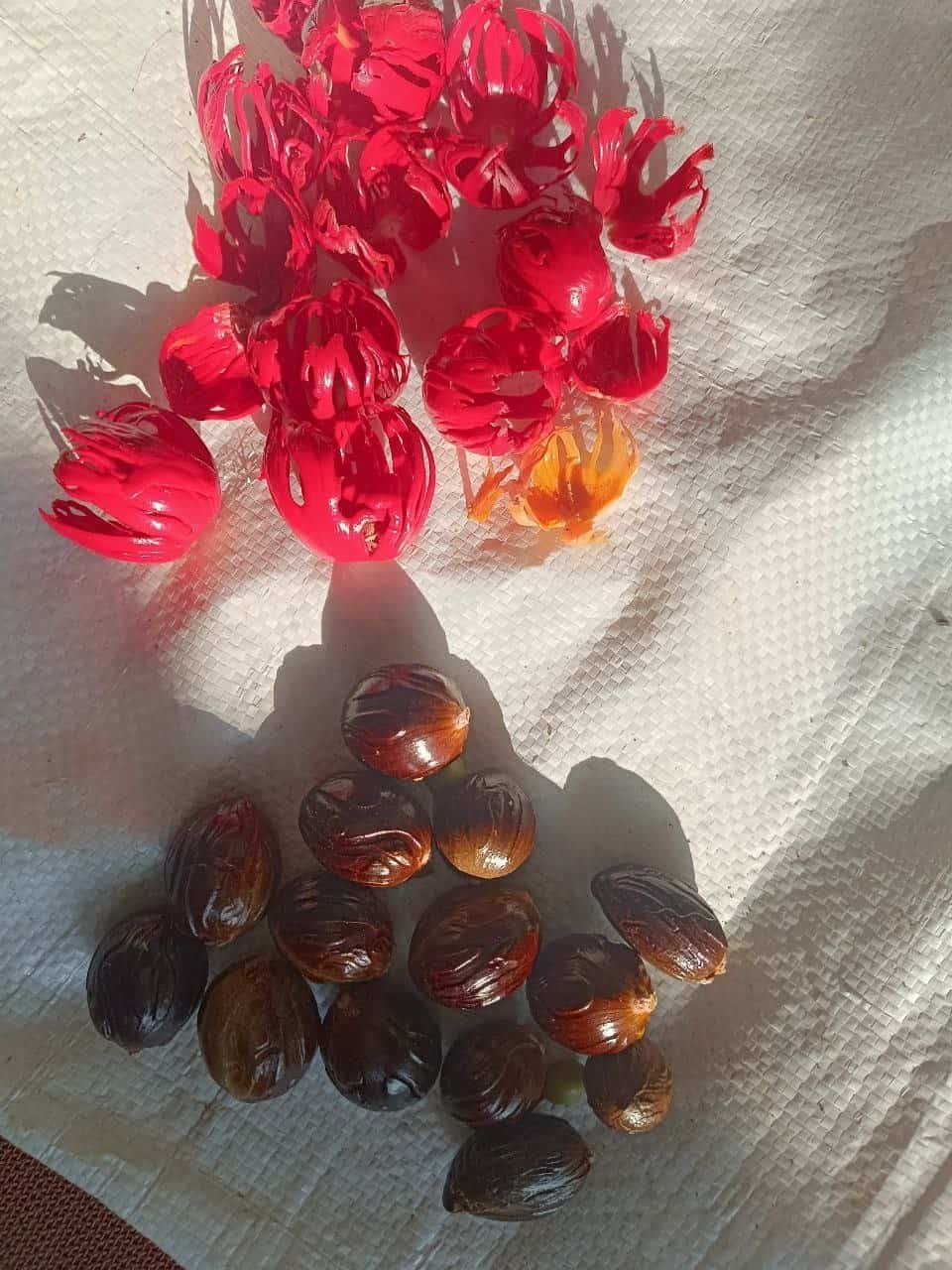 A freshly split nutmeg fruit revealing the dark seed wrapped in bright red mace