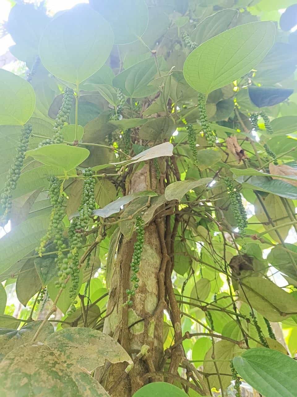 Organic black pepper vines growing wild in the Western Ghats canopy