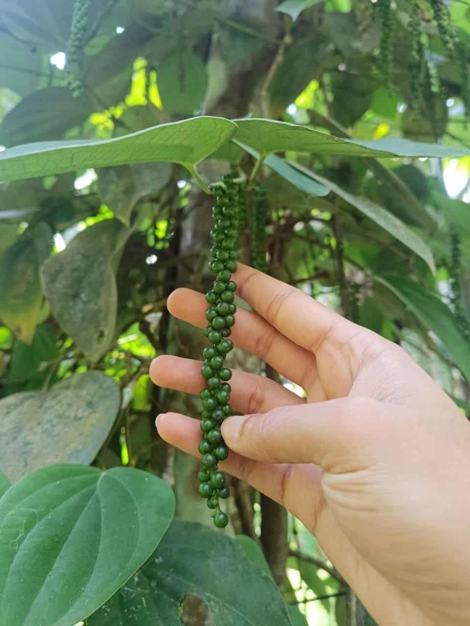 Sun-dried unpolished organic whole black peppercorns